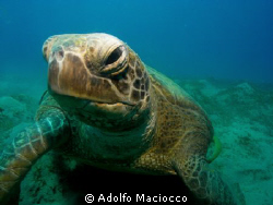Green turtle close/up by Adolfo Maciocco 